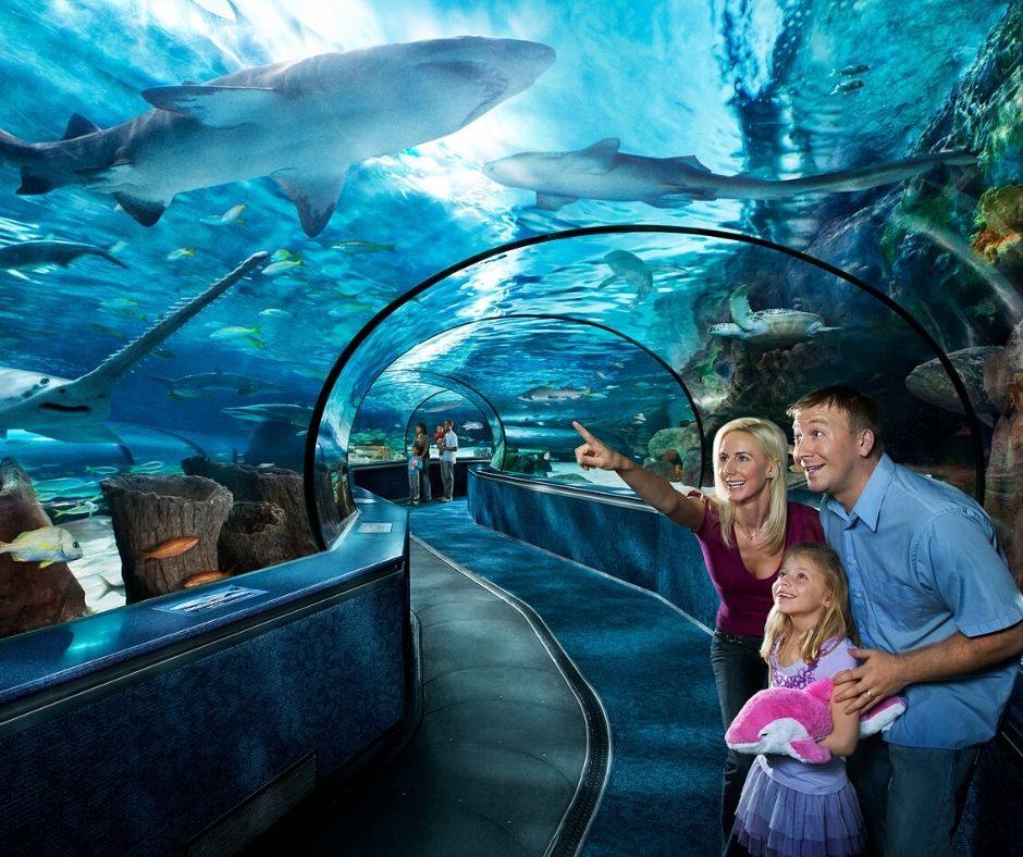 Family look at fish and sharks in aquarium tank