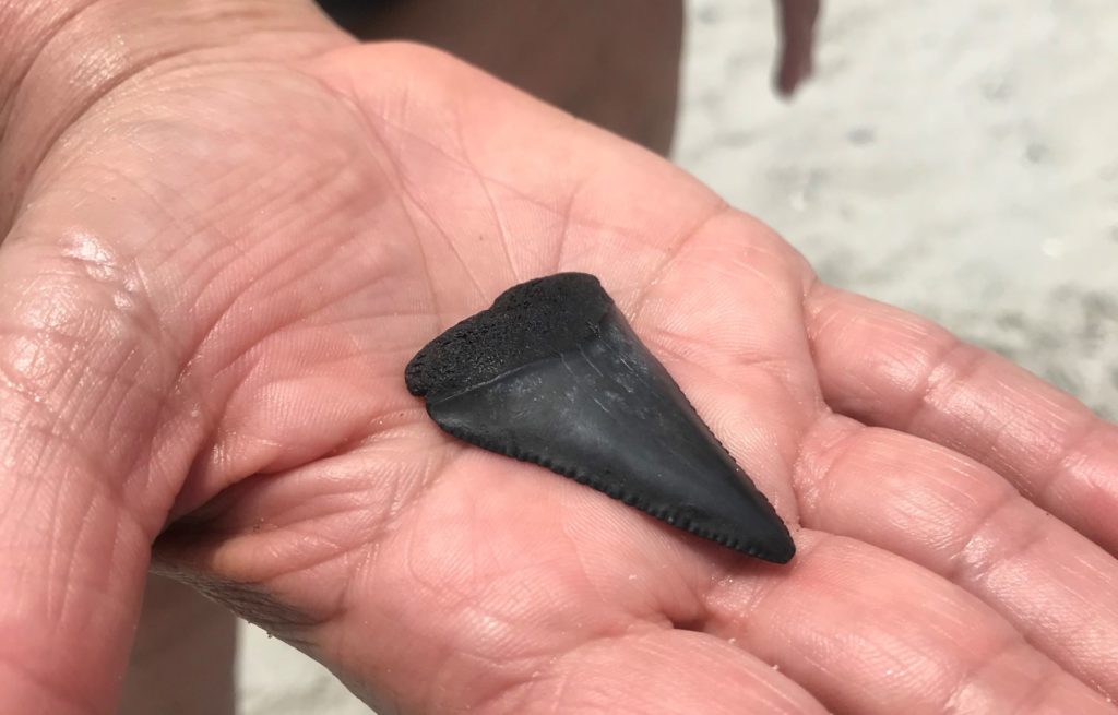 Hand Holding Shark's Tooth