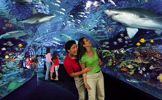 ripley's aquarium