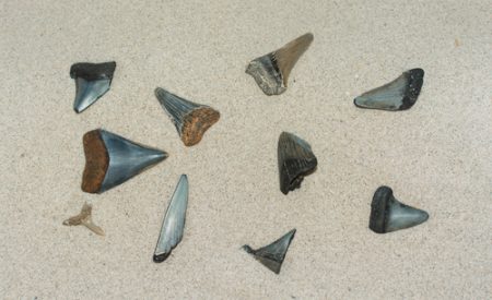 Shark Teeth On Sand